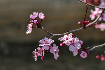 Pissardi plum tree blooming with pink flowers. Selective focus. Blurred background