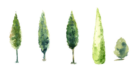 Watercolor image of trees on a white background, pine plant, forest, garden illustration