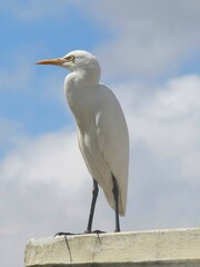 White cattle egret up the wall