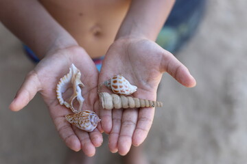 the boy is holding shells in his hands.
