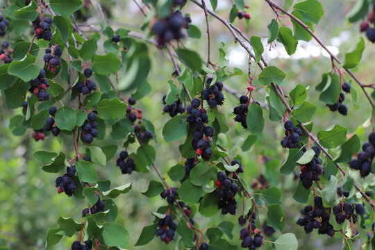 a branch with an irga berry. autumn harvest.