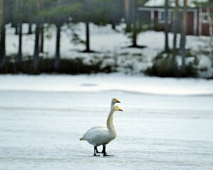 swan in the snow