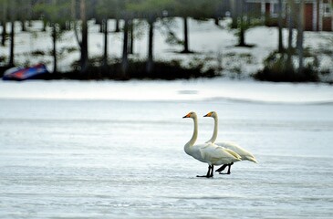 swan on the lake