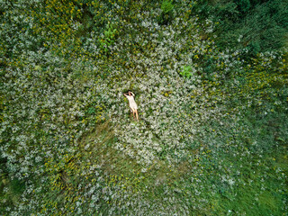 Drone aerial view of relax woman in dress lying on flower blooming meadow