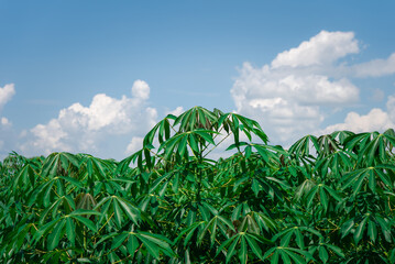 Nature of sweet potatoes plantation, yam farming