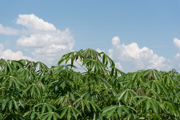 Nature of sweet potatoes plantation, yam farming