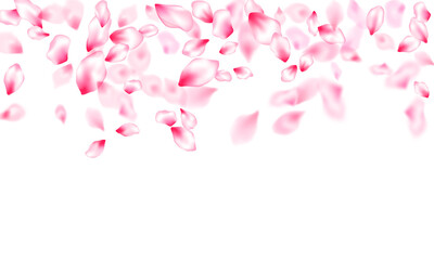 Pink cherry blossom petals isolated