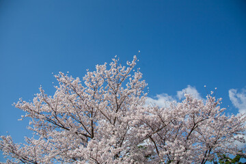 봄꽃, 벚꽃, 봄, 나무, 풍경