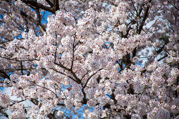 봄꽃, 벚꽃, 봄, 나무, 풍경