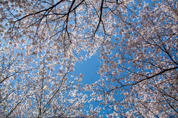 봄꽃, 벚꽃,  벚나무, 봄, 나무, 풍경