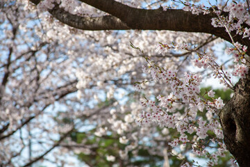 봄꽃, 벚꽃, 봄, 나무, 풍경