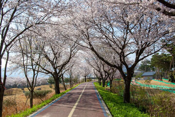 봄꽃, 벚꽃, 봄, 나무, 풍경