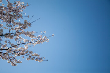 봄꽃, 벚꽃, 봄, 나무, 풍경