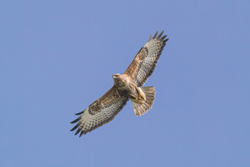 Buzzard Hunting