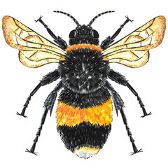 Bee watercolor illustration