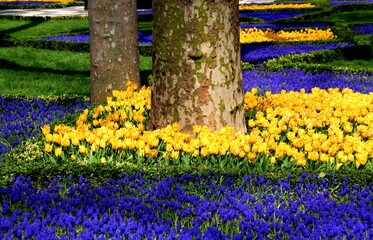 Bright yellow tulips with blue flowers in the foreground in full bloom in Gülhane Park during the Spring Tulip Festival in Istanbul, Turkey