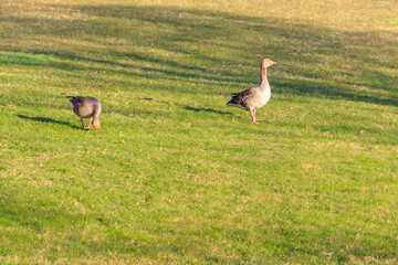 Greylag geese (Anser anser) on the green grass