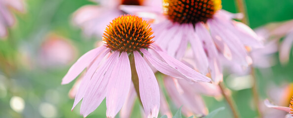 Echinacea Purpurea or Pink Coneflower in garden. Summer flower background. Selective focus. Horizontal banner