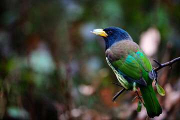 Chongqing mountain Wang Ping ecological protection zone - large woodpecker
