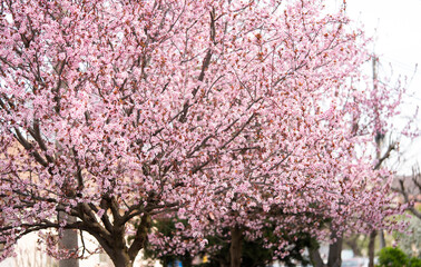 Blooming Pink Cherry trees in Spring