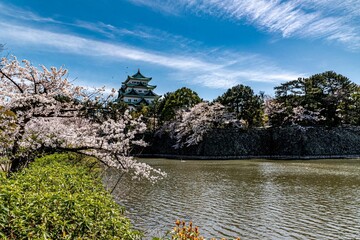名古屋城と満開の桜