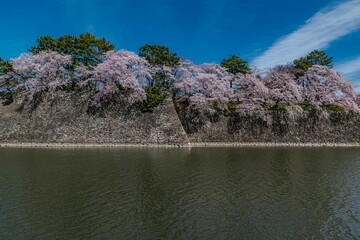名古屋城と満開の桜
