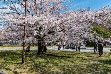 名古屋城と満開の桜