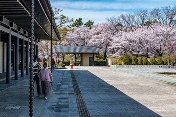 名古屋城と満開の桜