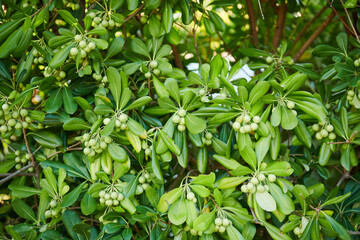 beautiful green olive tree grows in montenegro