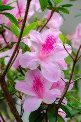 Obraz premium Sword-grass lilies in spring