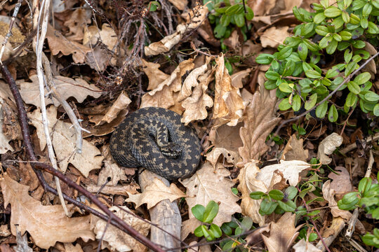 Common European adder Vipera berus m- male viper resting in leaf