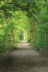 Weg durch grünen Laubwald 