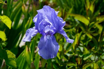 Poster Im Rahmen a gorgeous purple iris on a sunny spring day in Switzerland  © Julia