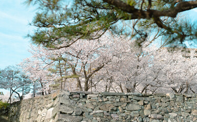桜　風景