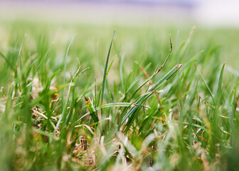Green lawn grass on the first day of spring