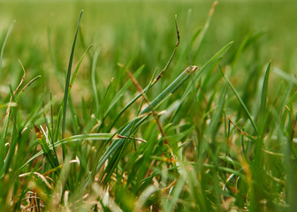Green lawn grass on the first day of spring