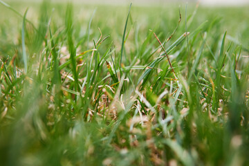 Green lawn grass on the first day of spring