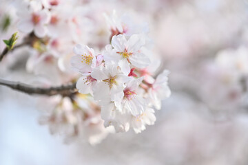 柔らかな春の日差しに咲く桜の花