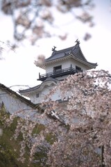 Naklejka premium 桜に囲まれたお城の天守閣