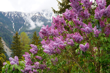 Lilac against the Swiss Alps in the Swiss region on the border with South Tyrol (Graubuenden, Switzerland)