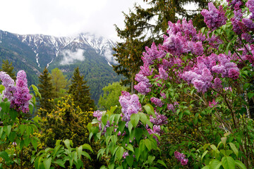 Obraz premium Lilac against the Swiss Alps in the Swiss region on the border with South Tyrol (Switzerland)