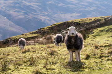 Sheep grazing in the Lake District National Park.
