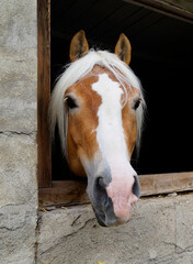 a  blond mare looking at the passers-by in an ancient Swiss village (Switzerland on the border with...