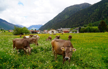 Fototapeta na wymiar cows grazing on a green alpine meadow in the Swiss Alps in canton Graubuenden (Switzerland)