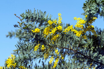 Yellow Mimosa, Acacia dealbata, in early spring