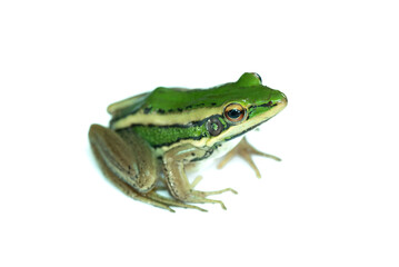 Green paddy frog ,Leaf frog, Common green frog,  Tree frog, (Hylarana erythraea) a small amphibian species isolated on white background.