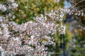 Japanese cherry blossom or Sakura, from the variety Somei Yoshino, the most common flowering cherry tree in Japan