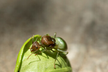Weaver ants,Green ants (Oecophylla smaragdina) on green leaves.
