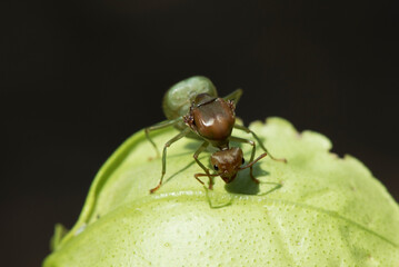Weaver ants,Green ants (Oecophylla smaragdina) on green leaves.