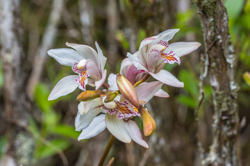 Cymbidium insigne Rolfe., Beautiful rare wild orchids in tropical forest of Thailand.
